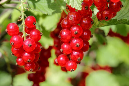 Eva Blouch’s Red Currant Wine Recipe